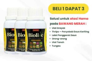 Bioliv DGV LP A – Angle Bawang Merah – DGV