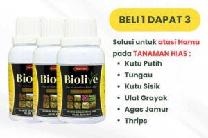 Bioliv DGV LP A – Angle Aglonema