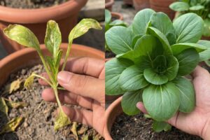 Biolive POC (pupuk organik sayuran) – FB