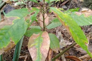 Biolive hama angle paceklik – jagungg