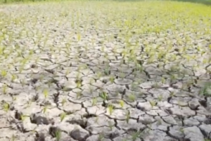 Biolive hama angle paceklik – tanah sawah retak – DGV