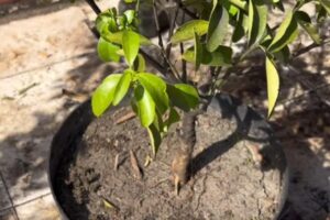 Biolive POC (tanah kering) – FB