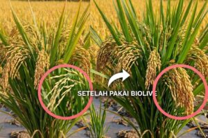 Biolive Penyubur Buah – FB Tahesa 6 (Petani Kaget! Malai Padi Jadi Lebih Berisi)